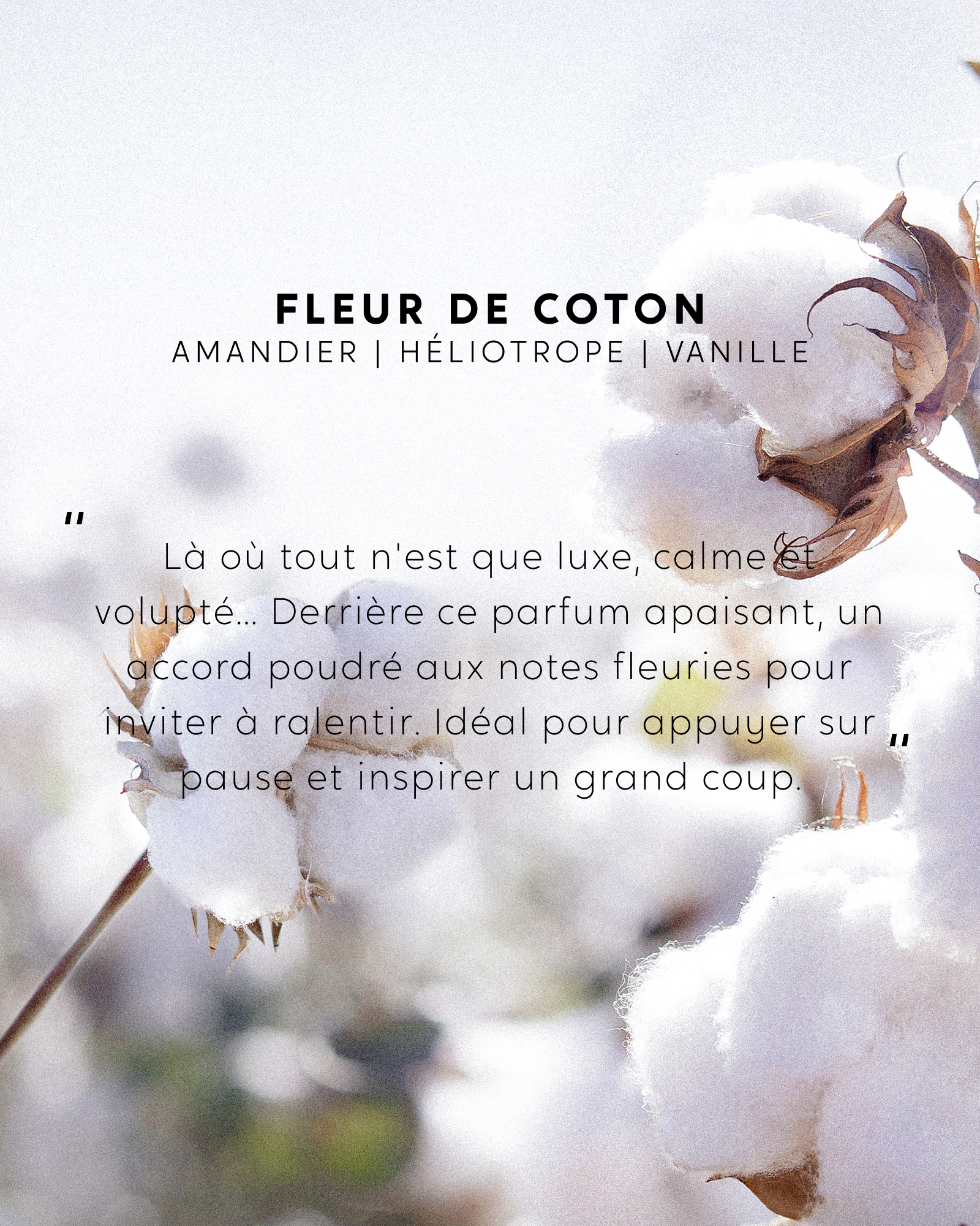 Recharge Fleur de Coton et brins