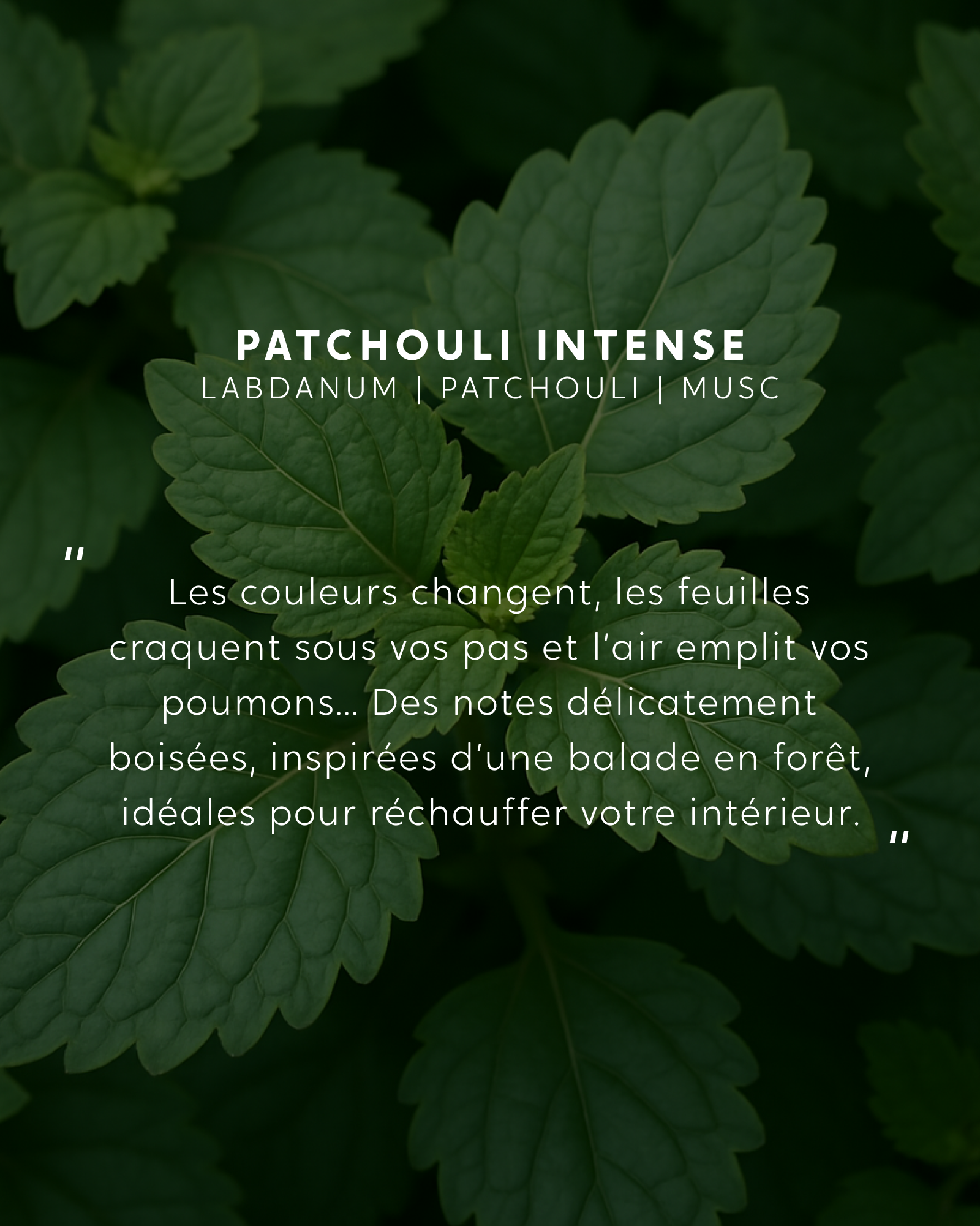 Bâtonnets Patchouli Intense avec recharge