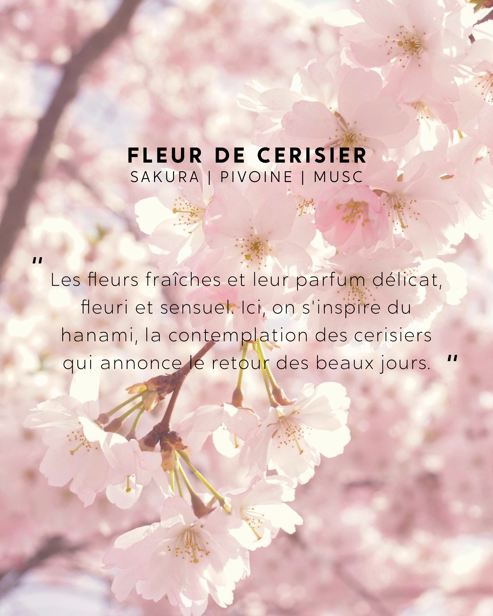 Petite bougie Fleur de Cerisier