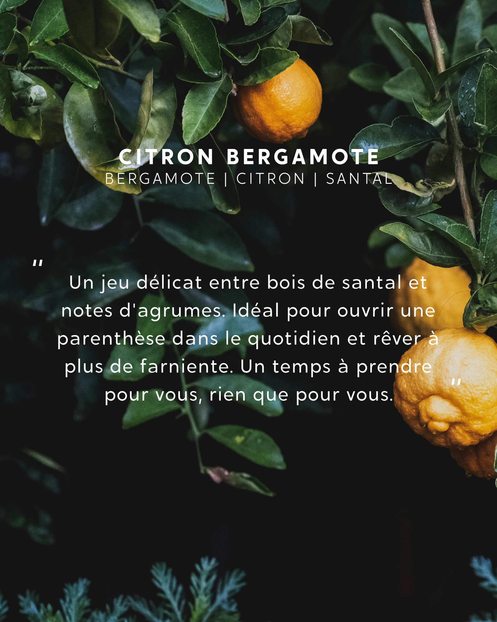 Grande bougie Citron Bergamote