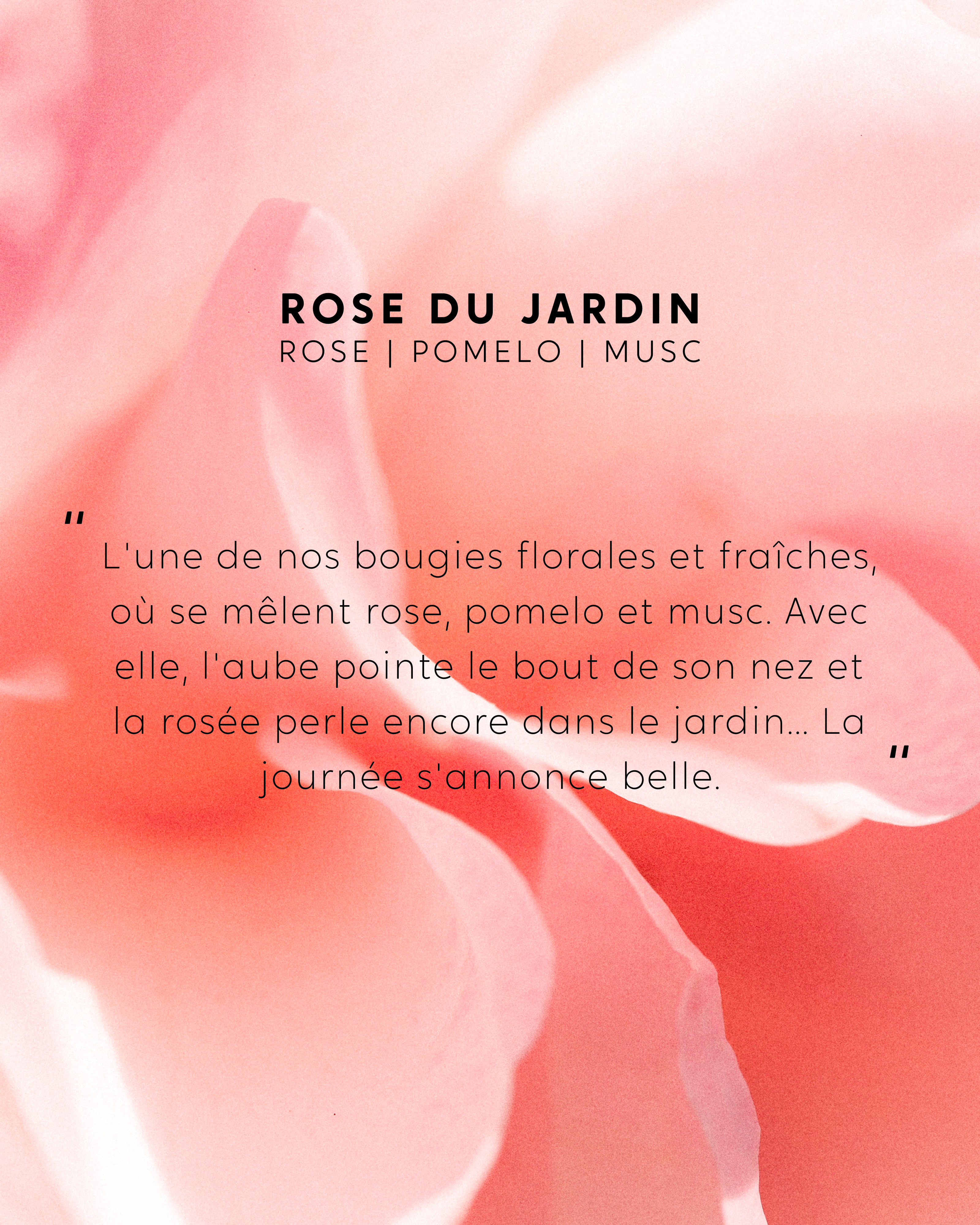 Recharge bouquet Rose du Jardin