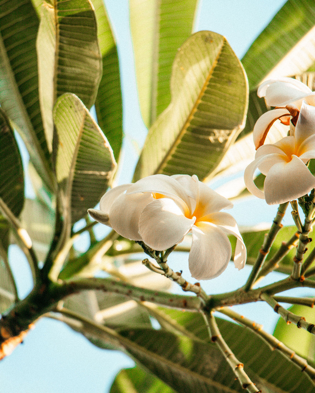 Bougie bijou Les Plages de Tahiti