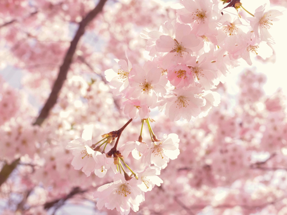 Bouquets parfumés <i>"Les florales"</i>