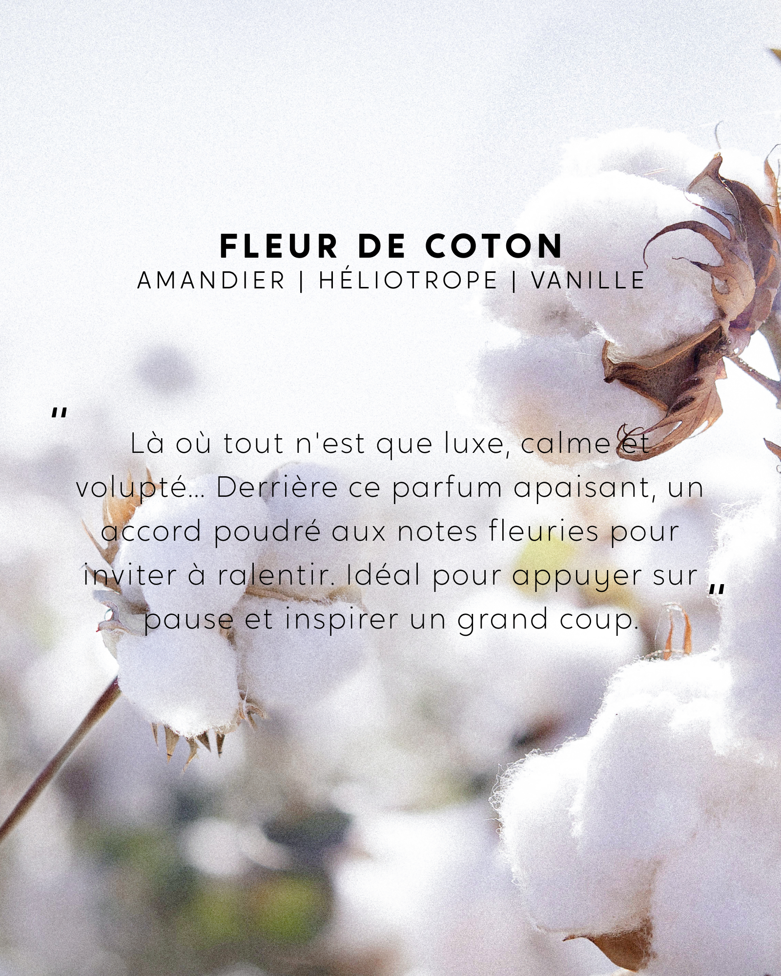 Bougie Fleur de Coton