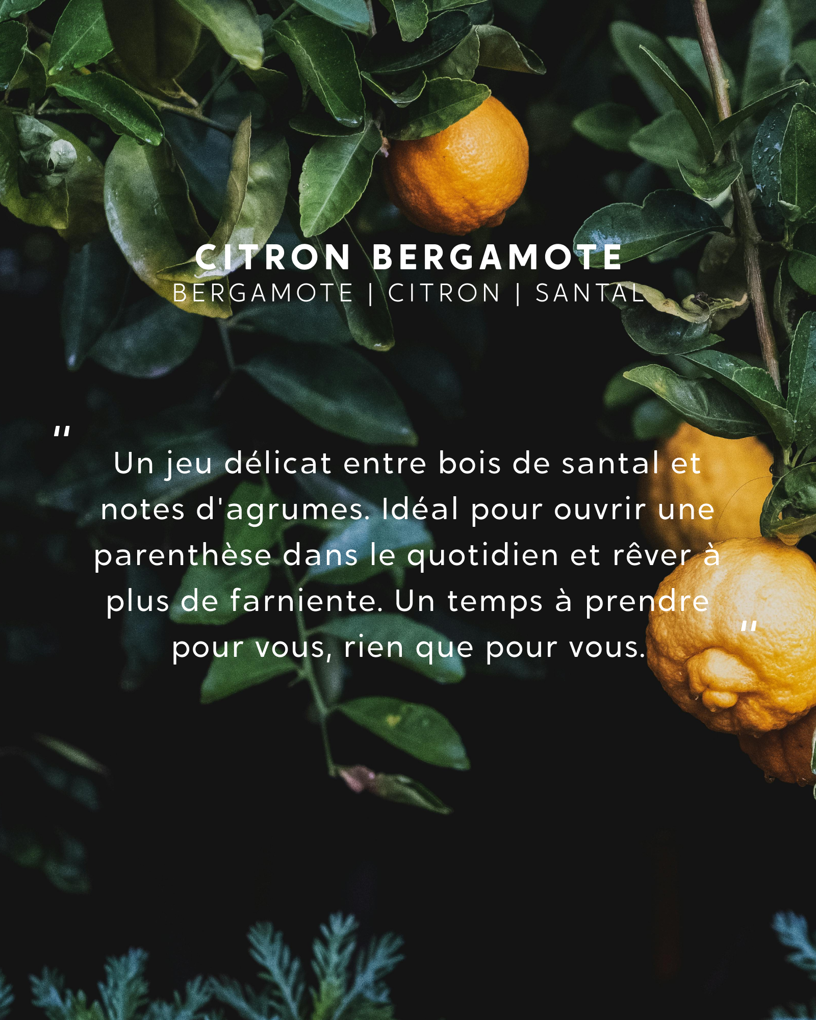 Duo Grandes Bougies Citron Bergamote et Monoï des Îles